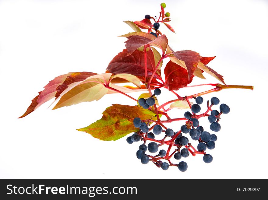 Leafage of wild grape on white background