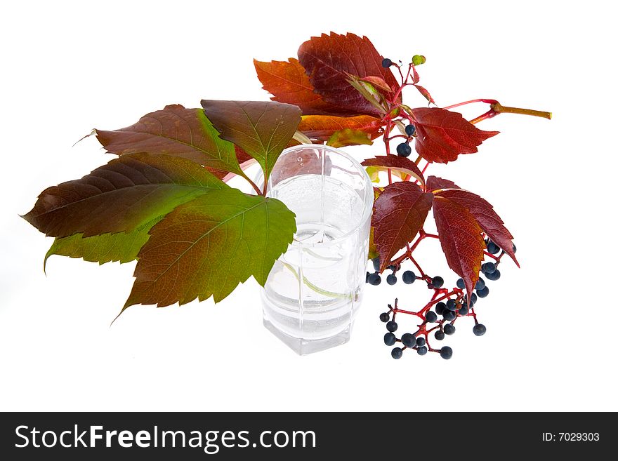 Leafage of wild grape on white background