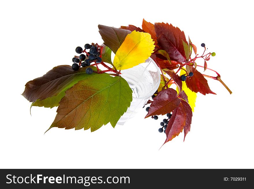 Leafage of wild grape