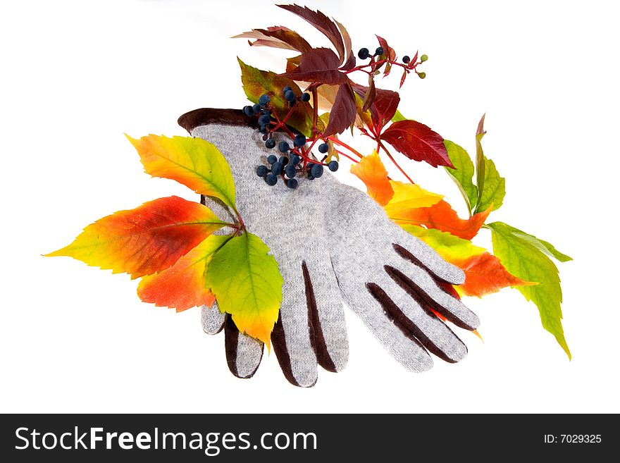 Leafage of wild grape on white background