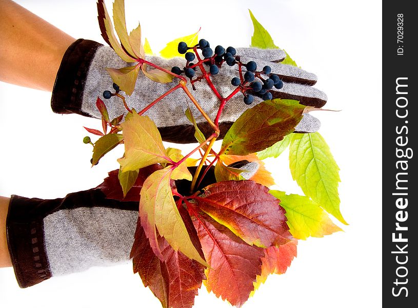 Leafage of wild grape on white background