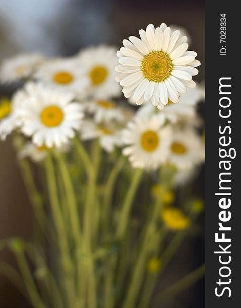 A bunch of beautiful white daisy. A bunch of beautiful white daisy