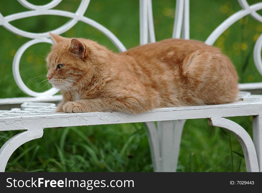 Affectionate green-eyed red cat, above-grass in a park. Affectionate green-eyed red cat, above-grass in a park