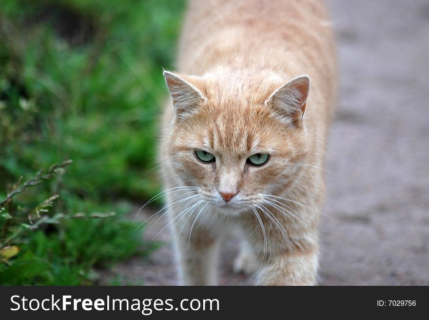 Affectionate green-eyed red cat, above-grass in a park. Affectionate green-eyed red cat, above-grass in a park