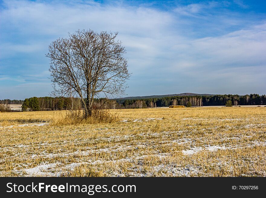 Tree on field, blue sky and yellow grass. Tree on field, blue sky and yellow grass
