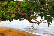 Two Swings On A Tree In Kauai Hawaii Royalty Free Stock Photo Two Swings On A Tree In Kauai Hawaii Royalty Free Stock Photo