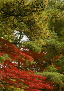 Combination Of Autumn Colors Royalty Free Stock Photos Combination Of Autumn Colors Royalty Free Stock Photos