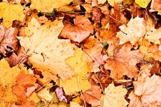 Autumn Fallen Leaves Background Royalty Free Stock Images