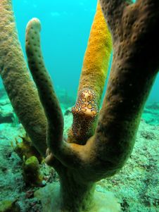 Flamingo Tongue Royalty Free Stock Photo Flamingo Tongue Royalty Free Stock Photo