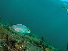 Reef Fish Stock Image Reef Fish Stock Image