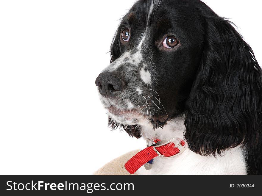 English springer Spaniel puppy isolated on white