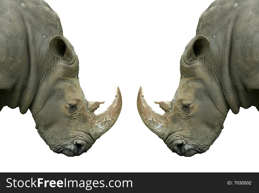 Isolated rhinos on white background