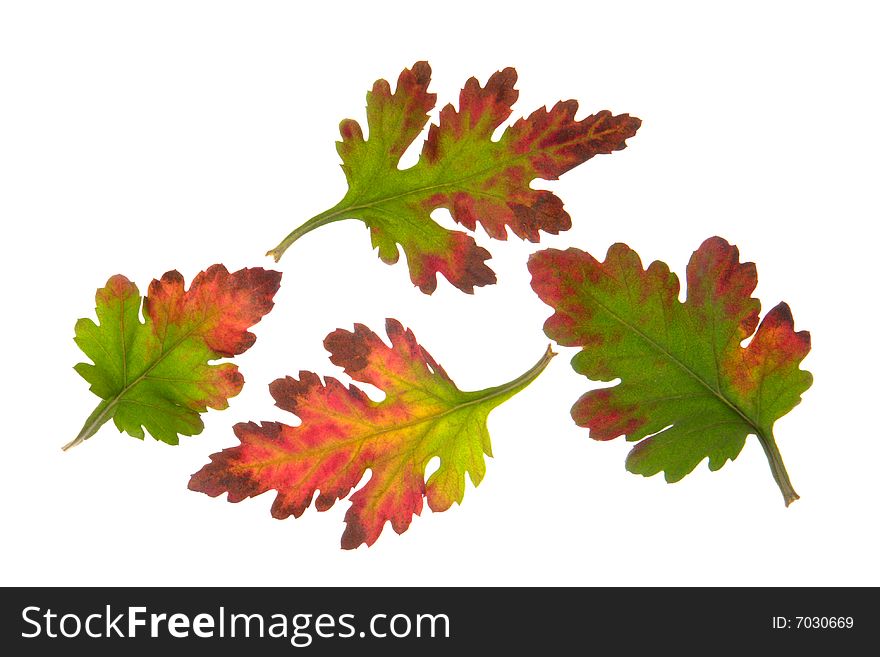 Chrysanthemum leaf on a white background