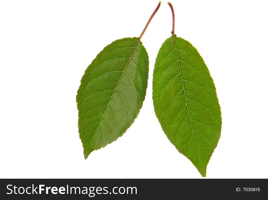 Cherry leaf on a white background