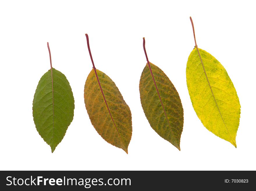 Cherry leaf on a white background