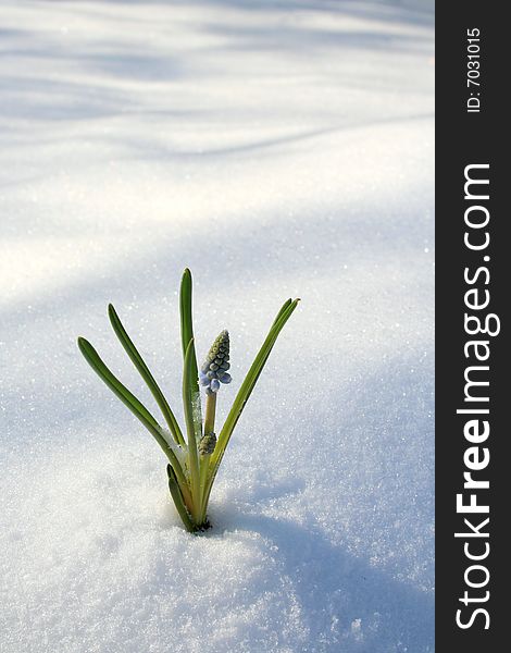 Spring blooming flowers coming up through the snow. Spring blooming flowers coming up through the snow