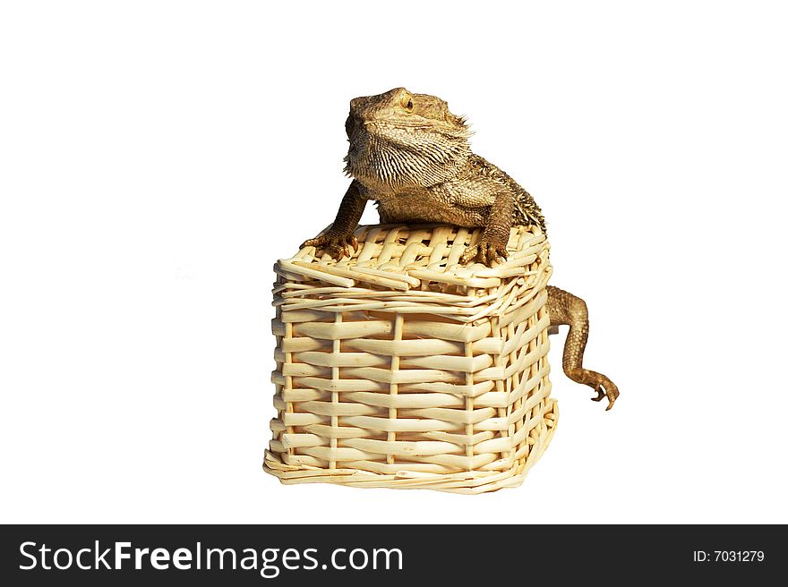 Australian dragon lizard Isolated against white background. Australian dragon lizard Isolated against white background