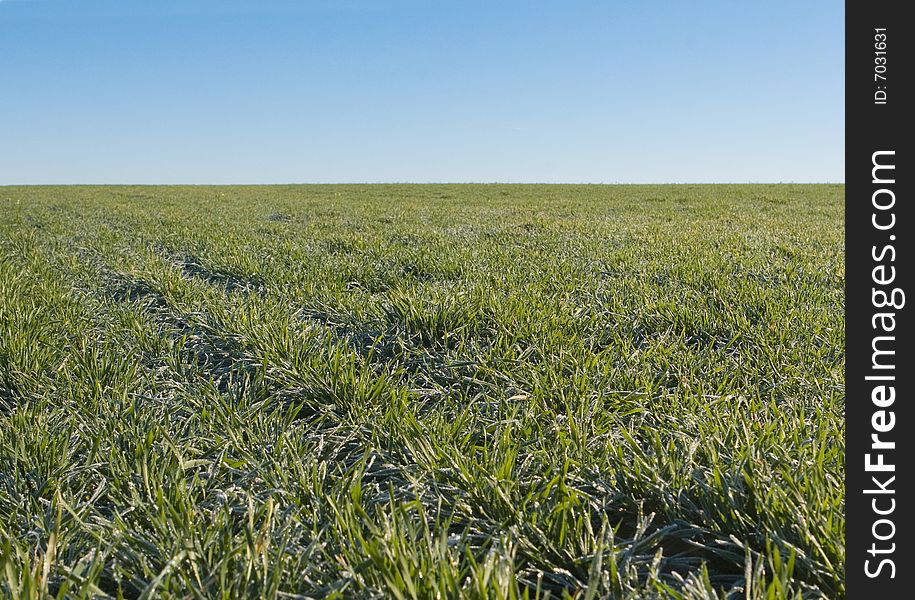 Green field covered with hoarfrost