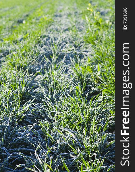 Green field covered with hoarfrost