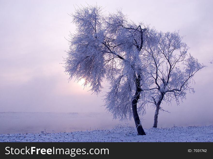 Rime in rime island at northeast china