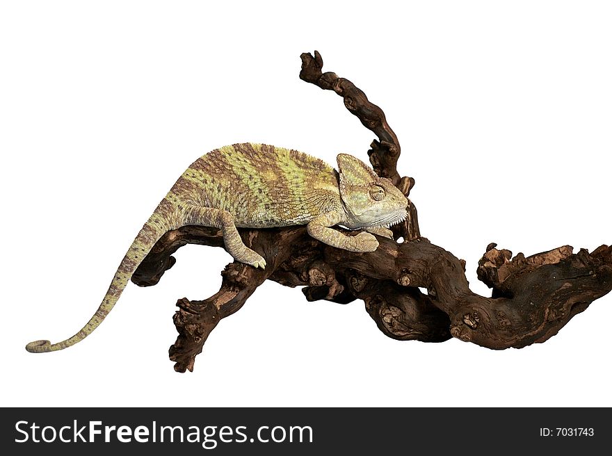 Brown chameleon isolated against  white background mimicry. Brown chameleon isolated against  white background mimicry