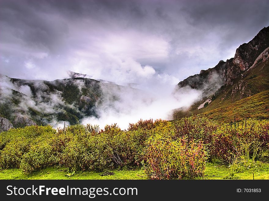 Bushes And Clouds