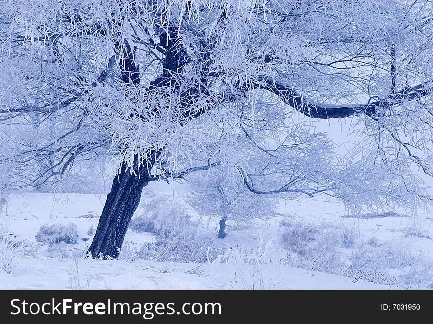 Rime in rime island at northeast china