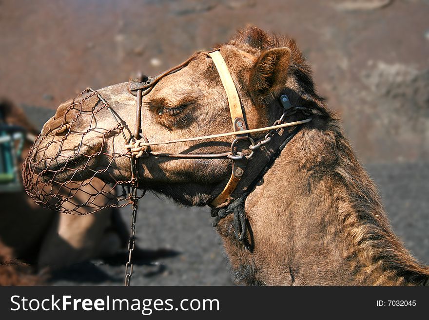 A head of a sleeping camel. A head of a sleeping camel
