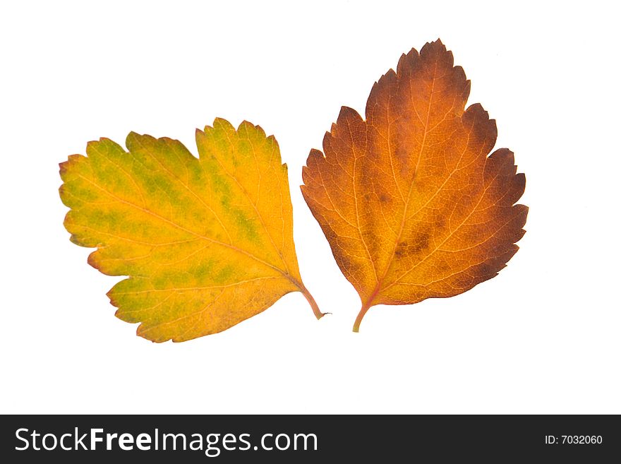 Yellow leaf on a white background