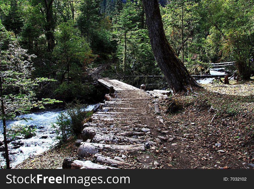 A peaceful stream flow in the forest. A peaceful stream flow in the forest.