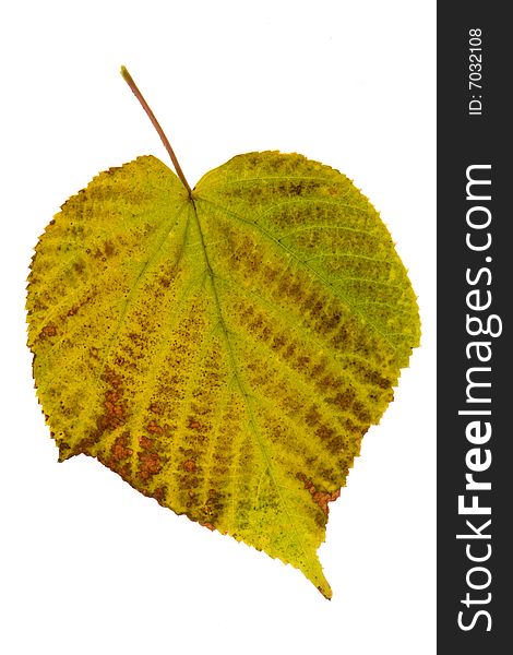 Linden leaf on a white background
