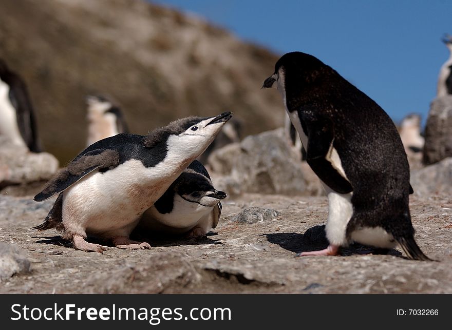 Chinstrap Penguin feeds the chick