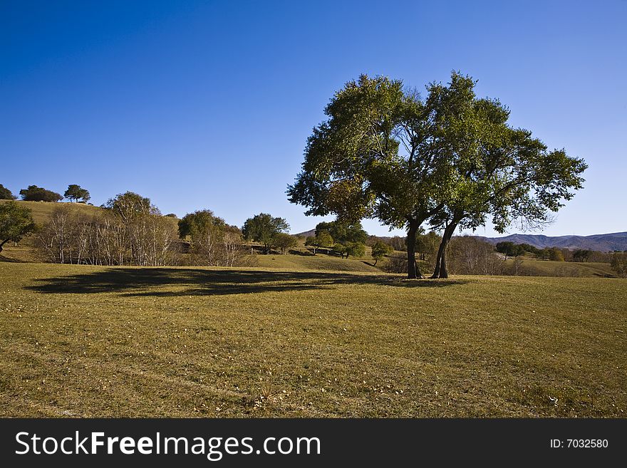 Trees on the grassland in the north of china. Trees on the grassland in the north of china