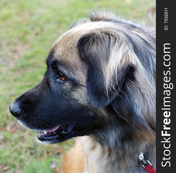 Profile of a female Leonberger - a powerful german bred draught dog with a loyal and gentle nature. Profile of a female Leonberger - a powerful german bred draught dog with a loyal and gentle nature