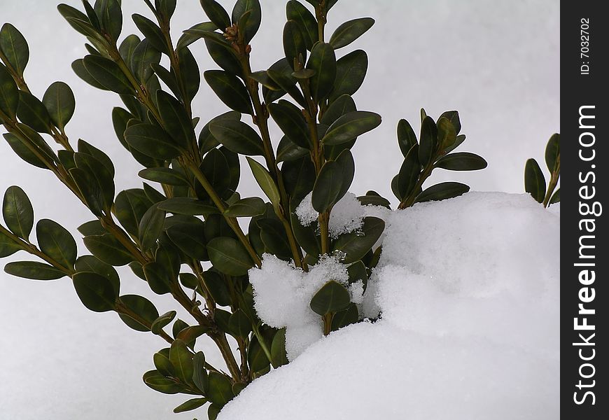 Snow on a green brunche. Snow on a green brunche