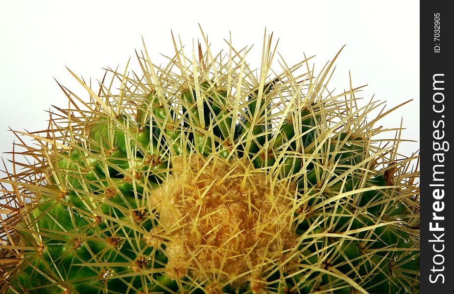 A cactus isolated on the parkã€‚