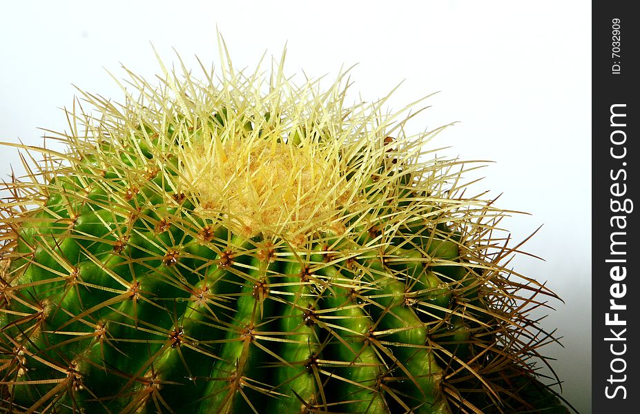 A cactus isolated on the park。