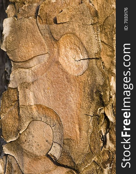 Fragment of old tree bark background