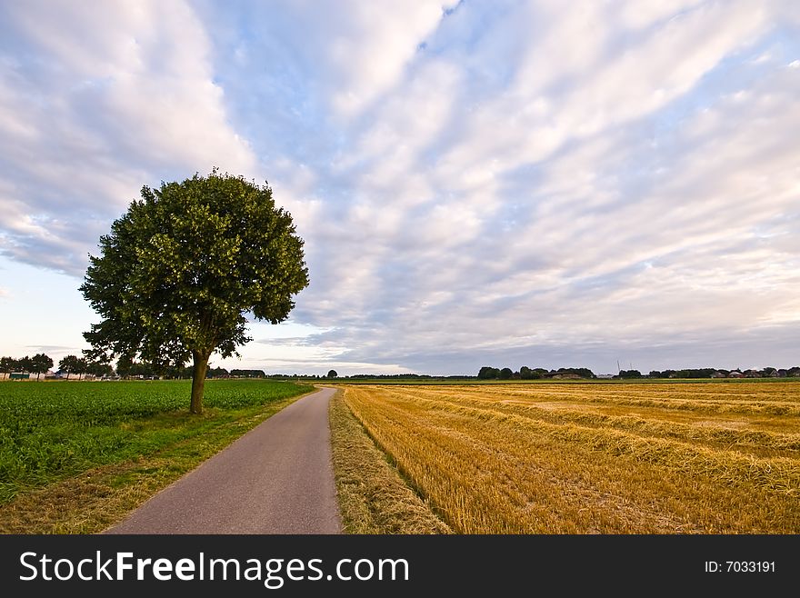 Country road with tree in a  farmlandscape with cloudy sky