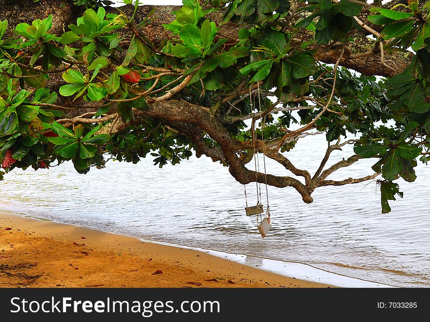 Two Swings On A Tree In Kauai Hawaii