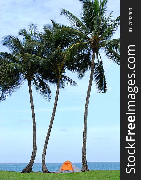 Tent under palm trees on the island of Kauai Hawaii