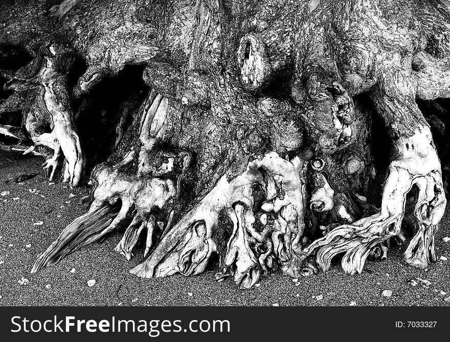 Black and white image of the exposed roots of a tree on a beach in Kauai Hawaii. Black and white image of the exposed roots of a tree on a beach in Kauai Hawaii