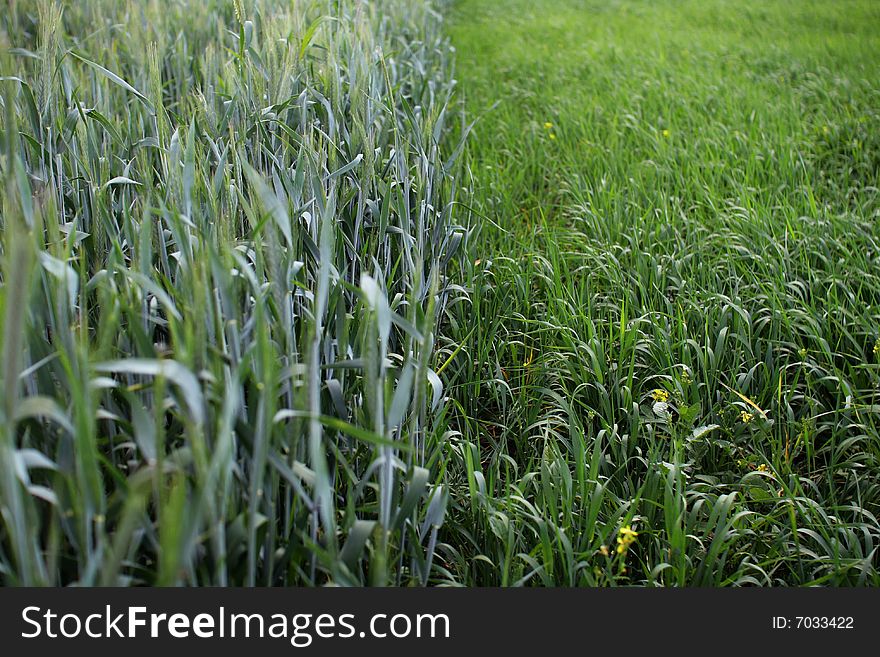 Photo of a green grass. Photo of a green grass