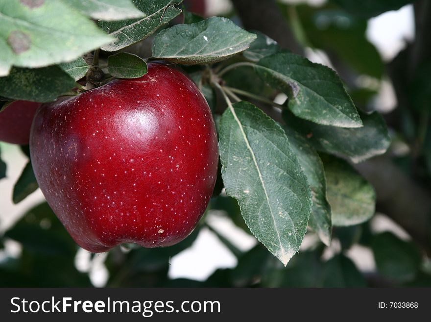 A beautiful apple in the garden. A beautiful apple in the garden