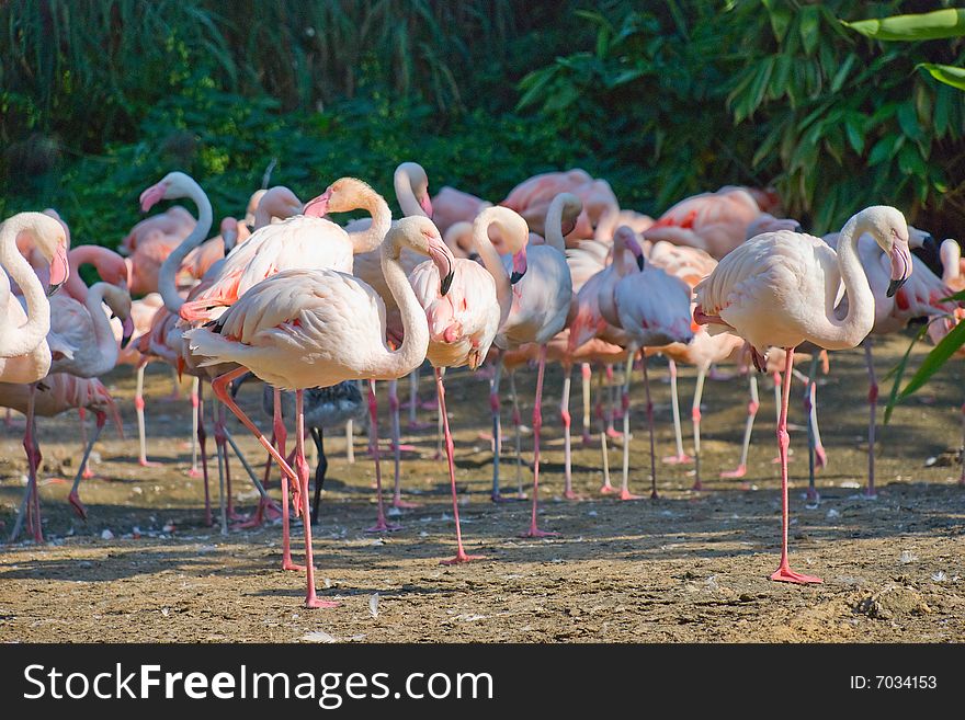 Flock of pink flamingos against a trees