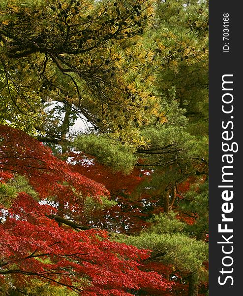 Specific mixture of Japanese fall colors. Specific mixture of Japanese fall colors.