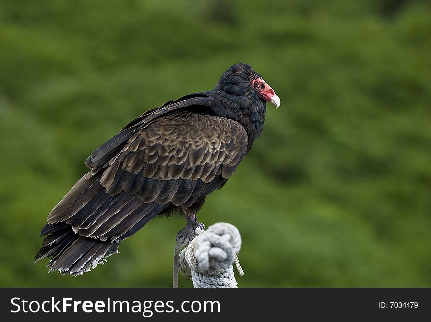 Turkey vulture perched on a stand