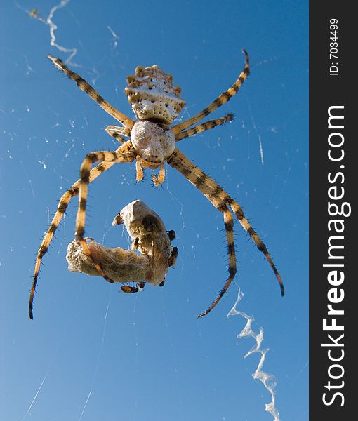 A poisonous spider on a spider web and his victim is in a cocoon