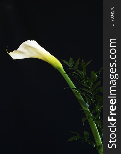 A magnificent Calla Lily flower with greens, isolated on black background.