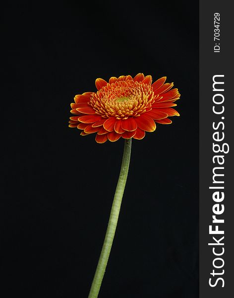 An isolated gerbera on a black background.